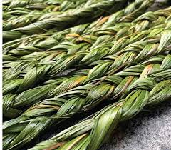 Plante sacrée amérindienne – Foin d’odeur (sweetgrass)